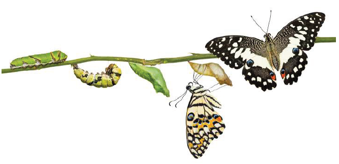 دورة حياة الفراشة دورة حياة الفراشة